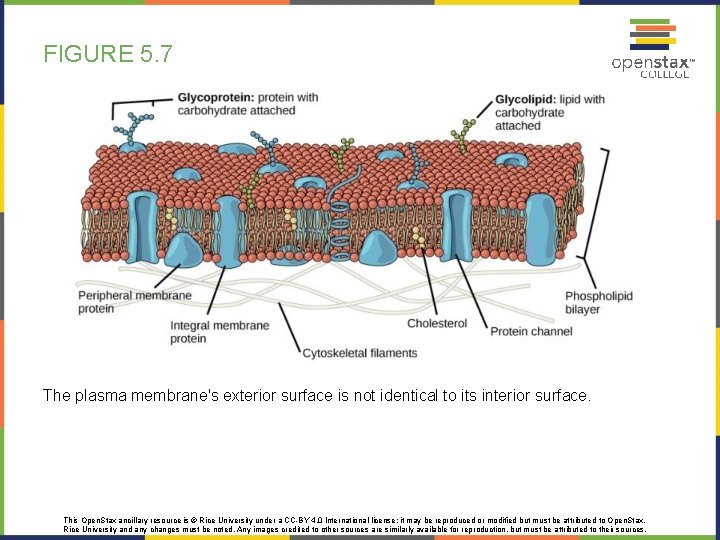 BIOLOGY Chapter 5 STRUCTURE AND FUNCTION OF PLASMA