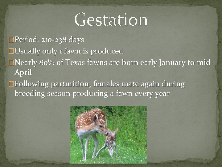 Gestation �Period: 210 -238 days �Usually only 1 fawn is produced �Nearly 80% of