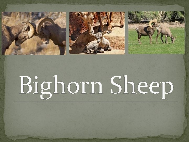 Bighorn Sheep 