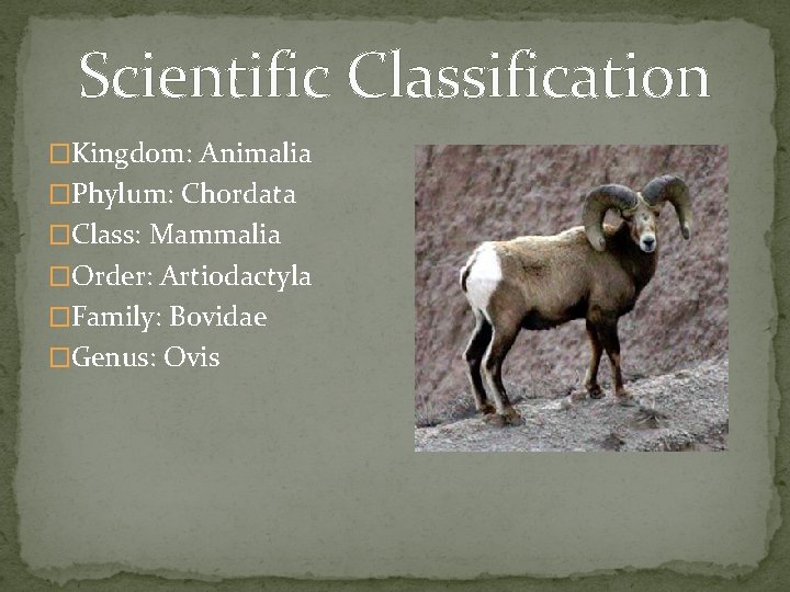 Scientific Classification �Kingdom: Animalia �Phylum: Chordata �Class: Mammalia �Order: Artiodactyla �Family: Bovidae �Genus: Ovis