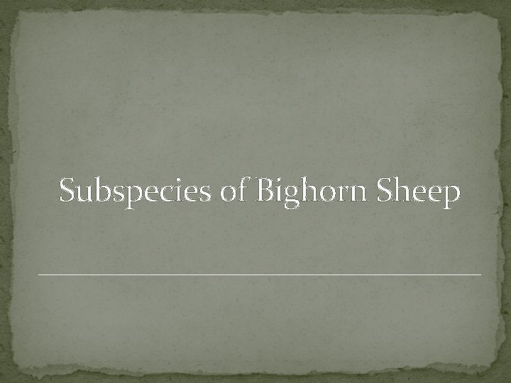Subspecies of Bighorn Sheep 