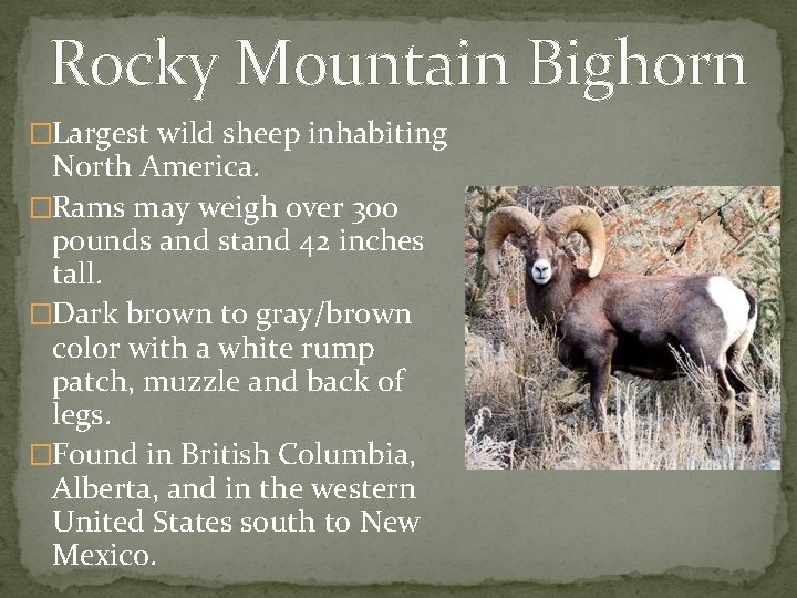 Rocky Mountain Bighorn �Largest wild sheep inhabiting North America. �Rams may weigh over 300