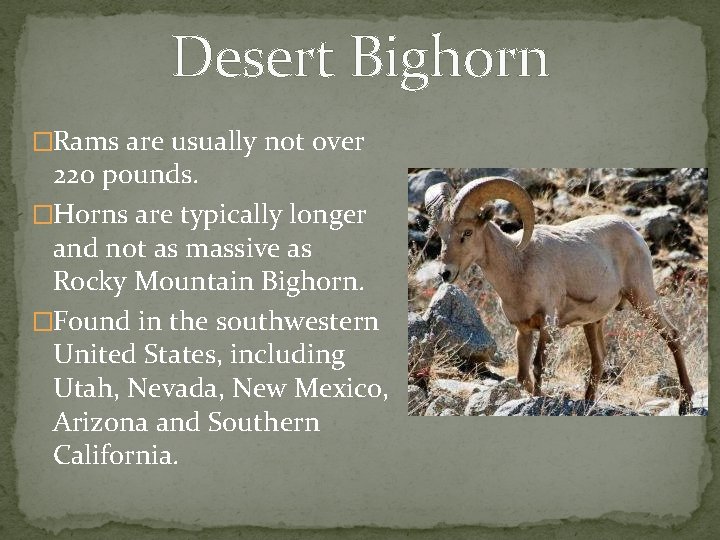 Desert Bighorn �Rams are usually not over 220 pounds. �Horns are typically longer and