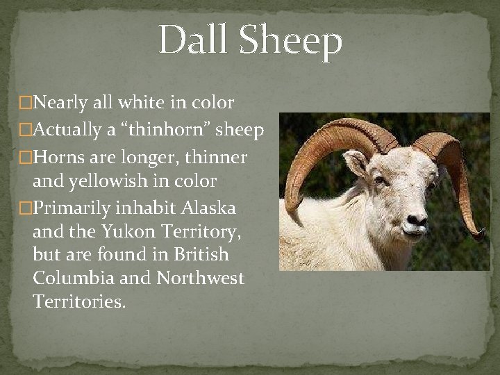 Dall Sheep �Nearly all white in color �Actually a “thinhorn” sheep �Horns are longer,