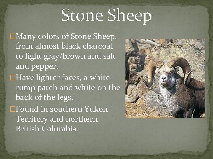 Stone Sheep �Many colors of Stone Sheep, from almost black charcoal to light gray/brown