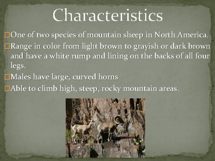 Characteristics �One of two species of mountain sheep in North America. �Range in color