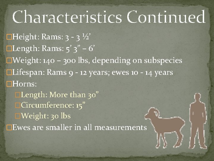 Characteristics Continued �Height: Rams: 3 - 3 ½’ �Length: Rams: 5’ 3” – 6’