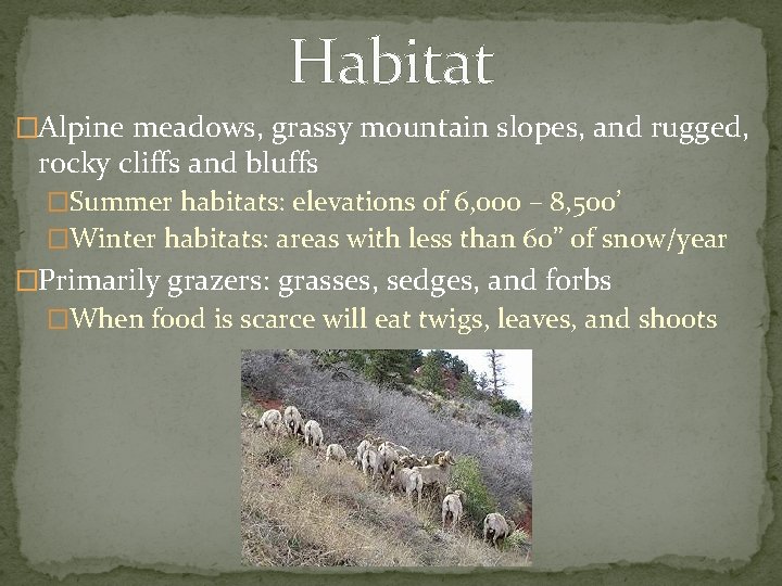 Habitat �Alpine meadows, grassy mountain slopes, and rugged, rocky cliffs and bluffs �Summer habitats: