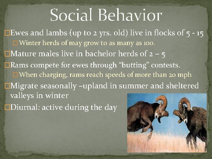 Social Behavior �Ewes and lambs (up to 2 yrs. old) live in flocks of