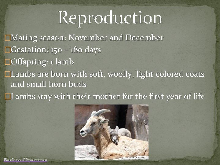 Reproduction �Mating season: November and December �Gestation: 150 – 180 days �Offspring: 1 lamb