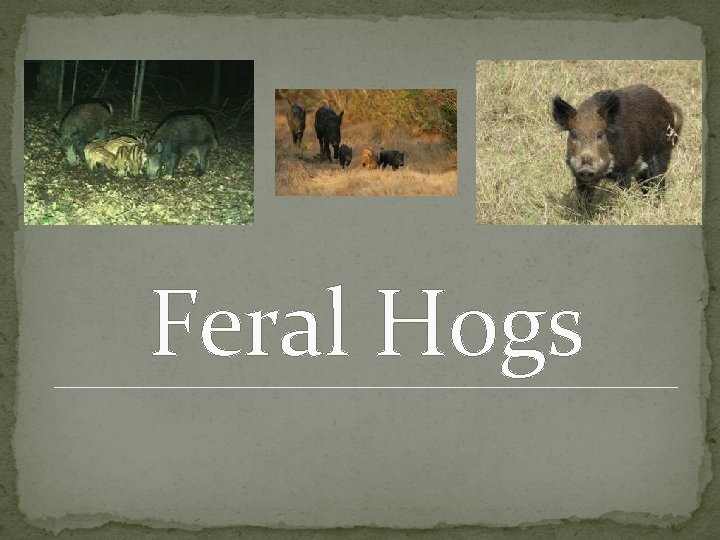 Feral Hogs 