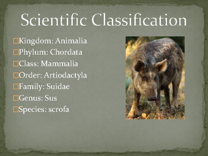 Scientific Classification �Kingdom: Animalia �Phylum: Chordata �Class: Mammalia �Order: Artiodactyla �Family: Suidae �Genus: Sus