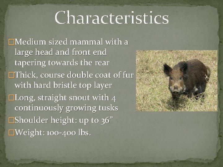 Characteristics �Medium sized mammal with a large head and front end tapering towards the