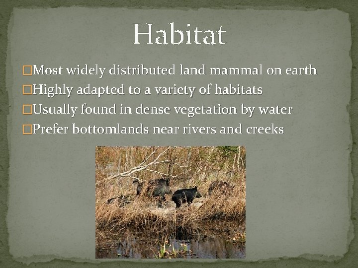 Habitat �Most widely distributed land mammal on earth �Highly adapted to a variety of