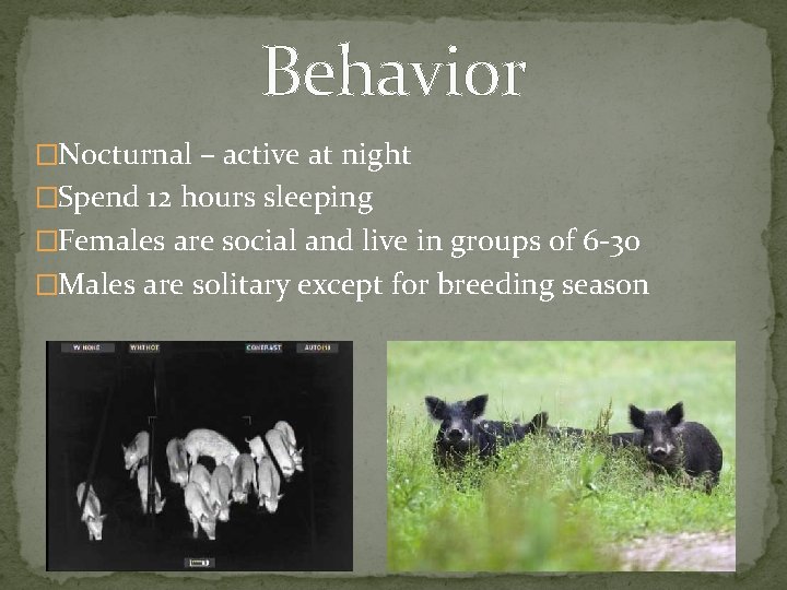 Behavior �Nocturnal – active at night �Spend 12 hours sleeping �Females are social and