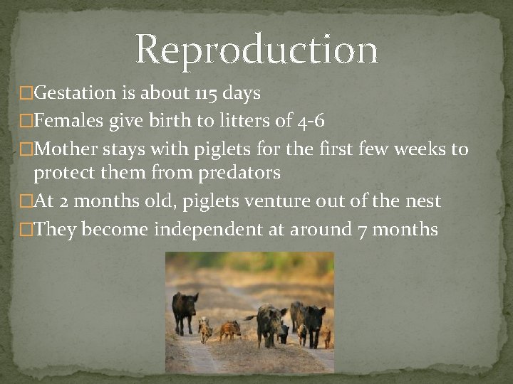 Reproduction �Gestation is about 115 days �Females give birth to litters of 4 -6