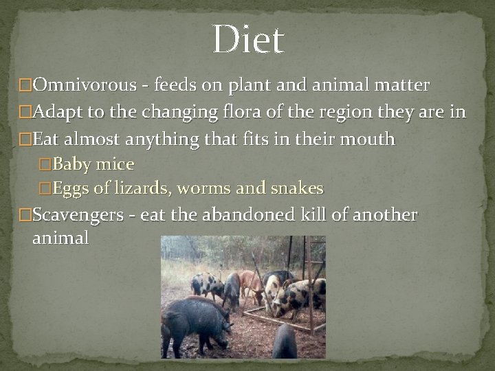 Diet �Omnivorous - feeds on plant and animal matter �Adapt to the changing flora