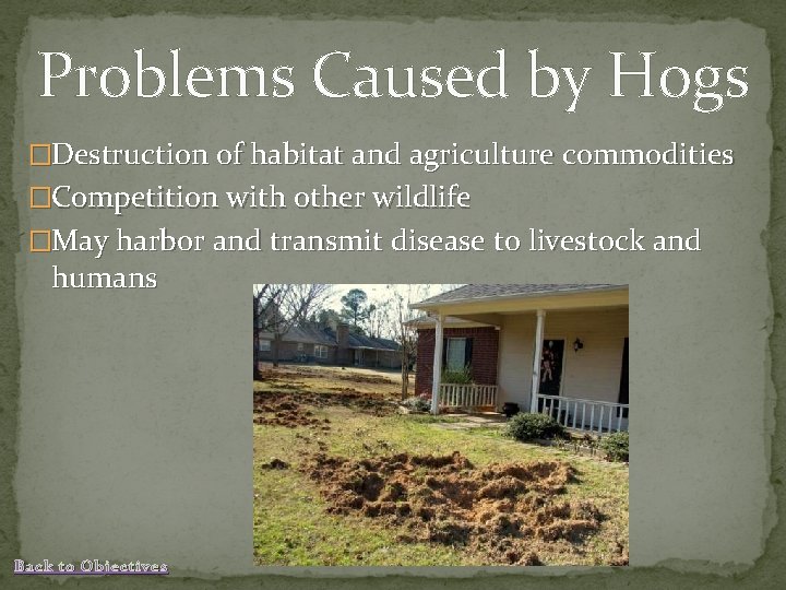 Problems Caused by Hogs �Destruction of habitat and agriculture commodities �Competition with other wildlife