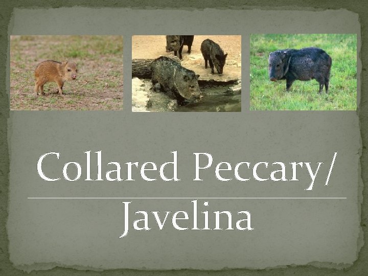 Collared Peccary/ Javelina 