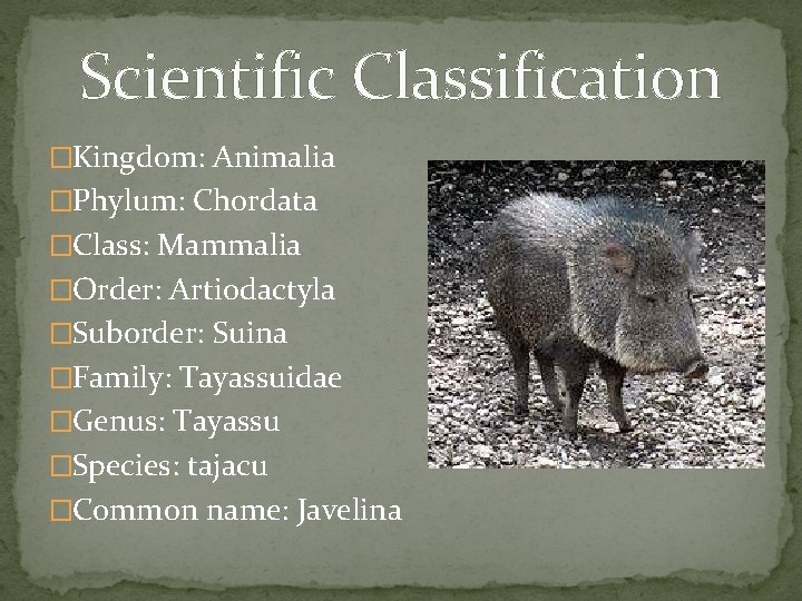 Scientific Classification �Kingdom: Animalia �Phylum: Chordata �Class: Mammalia �Order: Artiodactyla �Suborder: Suina �Family: Tayassuidae