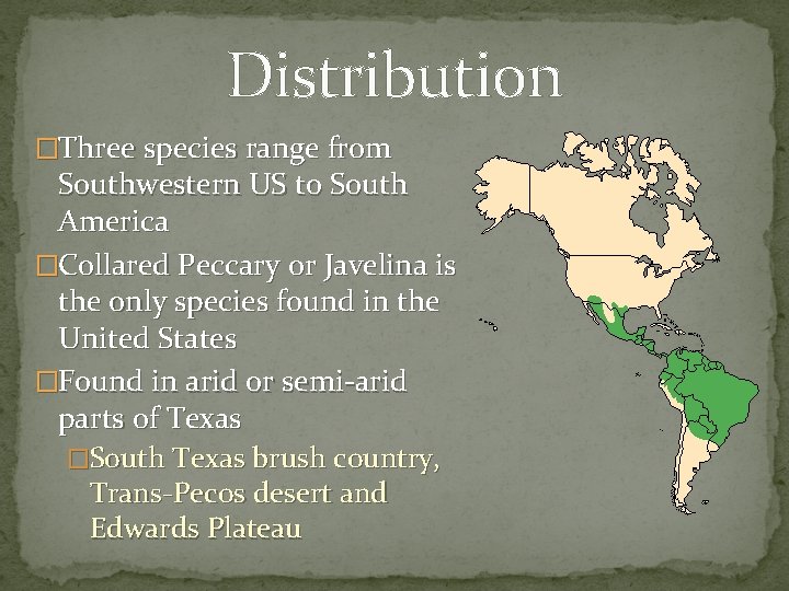 Distribution �Three species range from Southwestern US to South America �Collared Peccary or Javelina