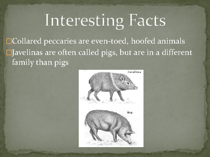 Interesting Facts �Collared peccaries are even-toed, hoofed animals �Javelinas are often called pigs, but