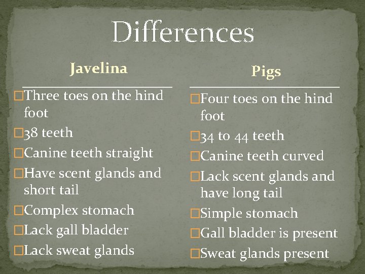 Differences Javelina �Three toes on the hind foot � 38 teeth �Canine teeth straight