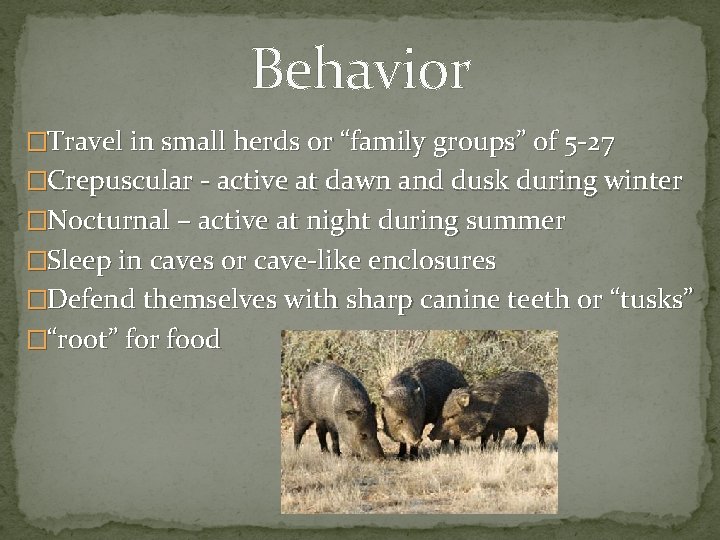 Behavior �Travel in small herds or “family groups” of 5 -27 �Crepuscular - active