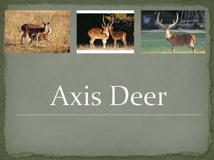 Axis Deer 