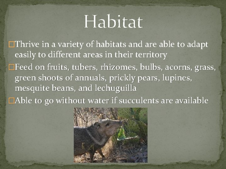 Habitat �Thrive in a variety of habitats and are able to adapt easily to