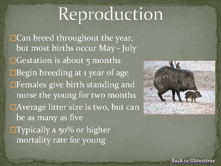 Reproduction �Can breed throughout the year, but most births occur May - July �Gestation