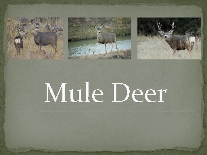 Mule Deer 