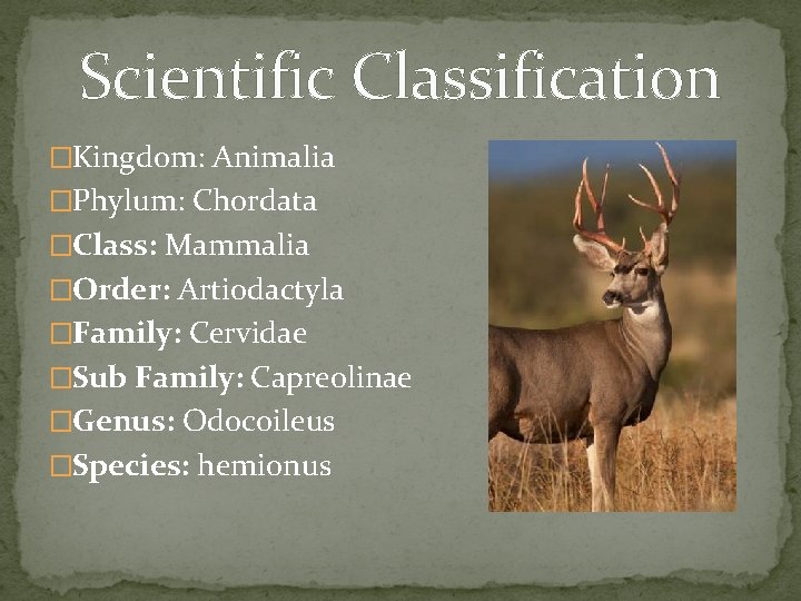 Scientific Classification �Kingdom: Animalia �Phylum: Chordata �Class: Mammalia �Order: Artiodactyla �Family: Cervidae �Sub Family: