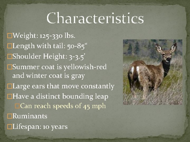 Characteristics �Weight: 125 -330 lbs. �Length with tail: 50 -85“ �Shoulder Height: 3 -3.