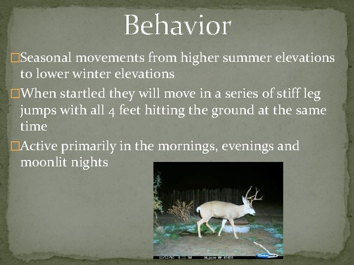 Behavior �Seasonal movements from higher summer elevations to lower winter elevations �When startled they