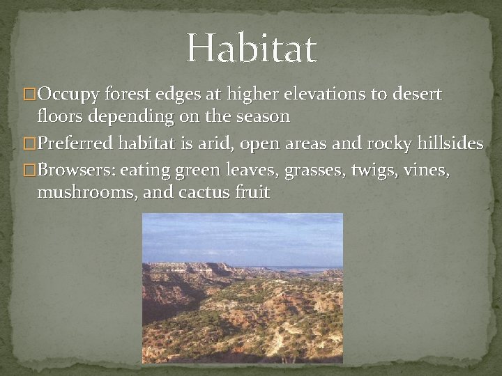 Habitat �Occupy forest edges at higher elevations to desert floors depending on the season