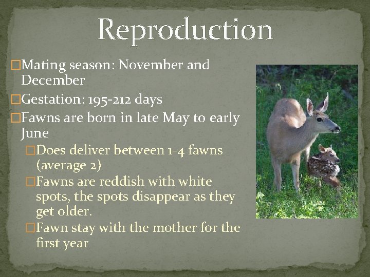 Reproduction �Mating season: November and December �Gestation: 195 -212 days �Fawns are born in