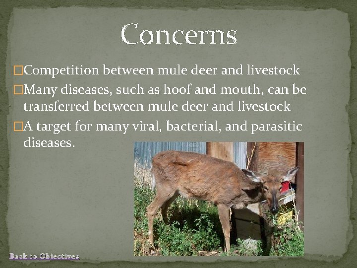 Concerns �Competition between mule deer and livestock �Many diseases, such as hoof and mouth,