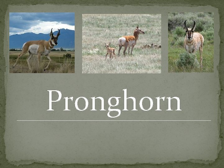 Pronghorn 