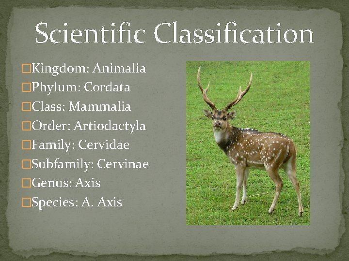 Scientific Classification �Kingdom: Animalia �Phylum: Cordata �Class: Mammalia �Order: Artiodactyla �Family: Cervidae �Subfamily: Cervinae