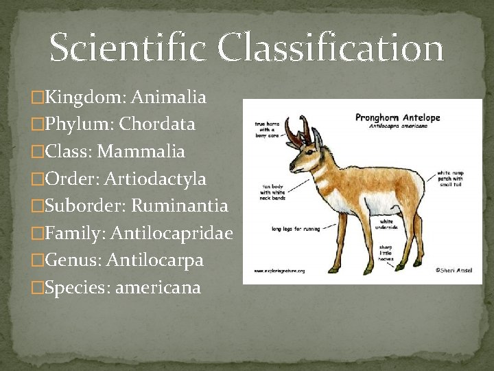 Scientific Classification �Kingdom: Animalia �Phylum: Chordata �Class: Mammalia �Order: Artiodactyla �Suborder: Ruminantia �Family: Antilocapridae