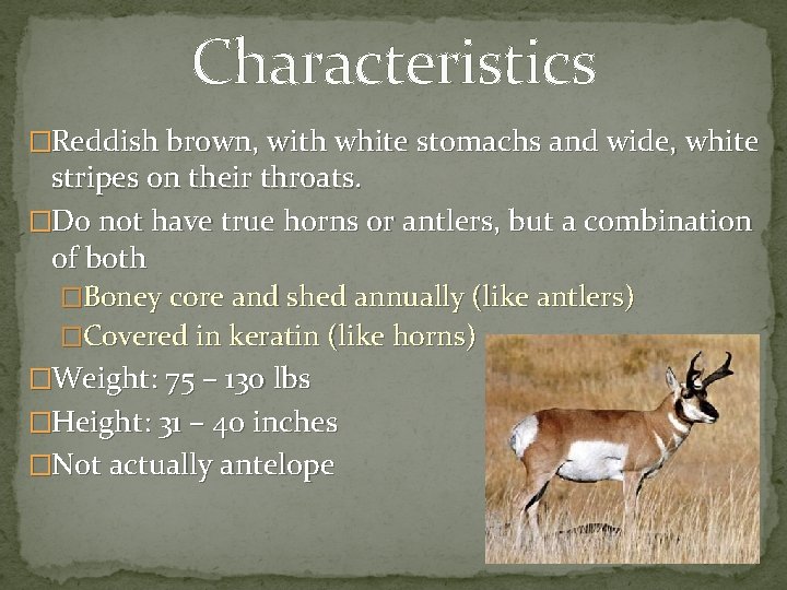 Characteristics �Reddish brown, with white stomachs and wide, white stripes on their throats. �Do