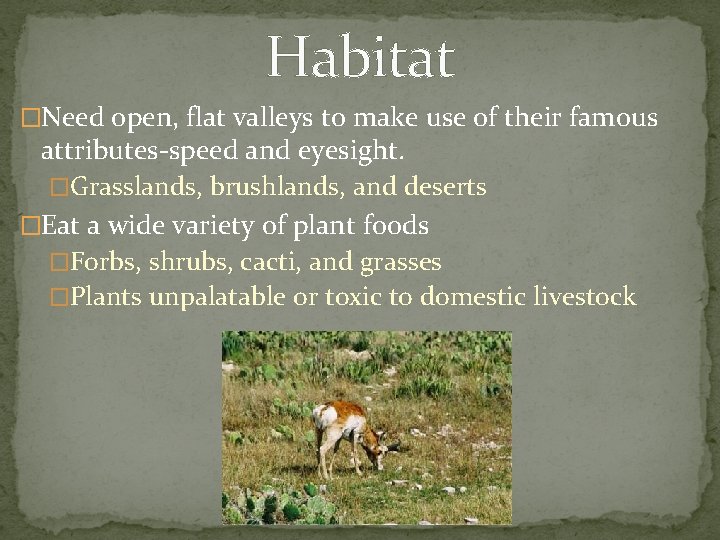 Habitat �Need open, flat valleys to make use of their famous attributes-speed and eyesight.