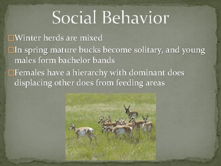 Social Behavior �Winter herds are mixed �In spring mature bucks become solitary, and young