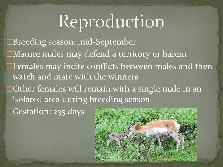 Reproduction �Breeding season: mid-September �Mature males may defend a territory or harem �Females may