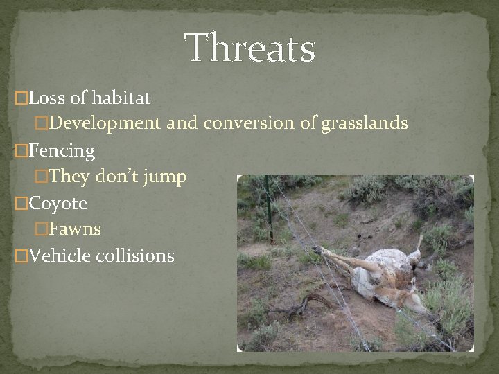 Threats �Loss of habitat �Development and conversion of grasslands �Fencing �They don’t jump �Coyote