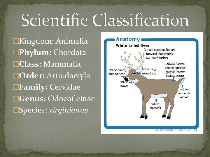 Scientific Classification �Kingdom: Animalia �Phylum: Chordata �Class: Mammalia �Order: Artiodactyla �Family: Cervidae �Genus: Odocoileinae