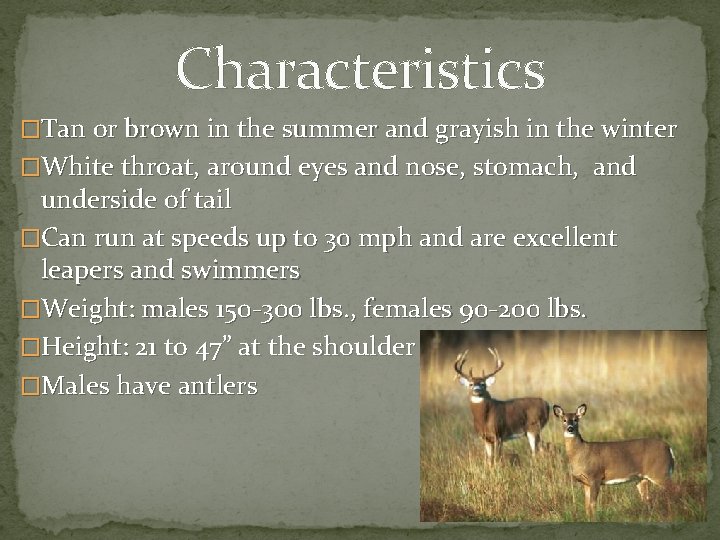 Characteristics �Tan or brown in the summer and grayish in the winter �White throat,