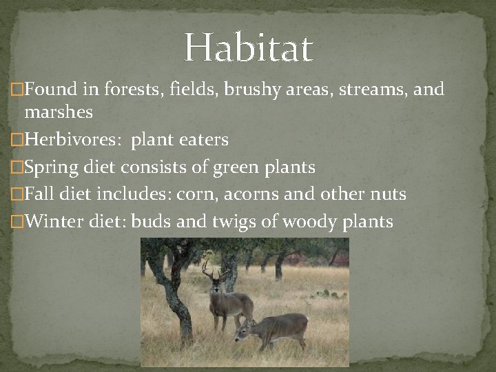 Habitat �Found in forests, fields, brushy areas, streams, and marshes �Herbivores: plant eaters �Spring