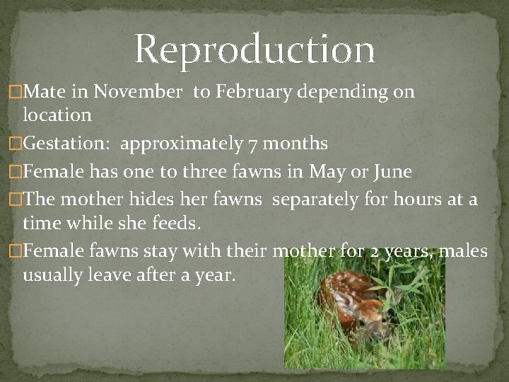 Reproduction �Mate in November to February depending on location �Gestation: approximately 7 months �Female